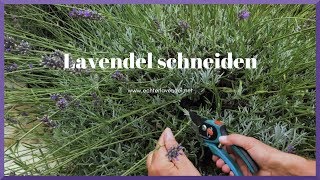 Lavendel JETZT schneiden So viel muss im Sommer weg [upl. by Salokcin]