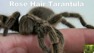 Chilean Rose Hair Tarantula Spider [upl. by Zeeba583]