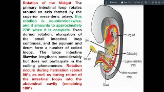 development of midgut amp hindgut [upl. by Aekim]