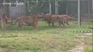 Tiger vs Lion  How Male Lions act around Large Male Tigers [upl. by Germain]