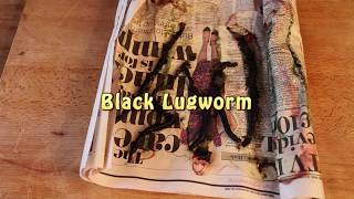 Bass Fishing Baits  How To Fish Black Lugworm [upl. by Lerad]