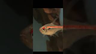 Red Line Tetra tetra fish youtube youtubeshorts [upl. by Derfniw500]