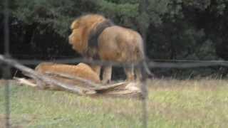 Lion qui rugit au zoo de la Barben [upl. by Godrich]