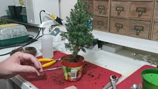 09  How To Bonsai a Chamaecyparis Top Point False Cypress Dec 2022 [upl. by Peppie]