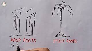 Prop Root  Stilt Root  How to Draw Types of Adventitious Roots  Biology Diagram [upl. by Einej100]