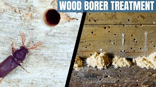 Wood borer treatment  How to get rid of wood borer  difference between termites and wood borer [upl. by Orofselet685]