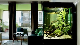 New Bronze Corydoras Fish Tank Setup  Juwel Lido 200 [upl. by Caputto]