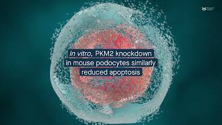 PKM2 deletion in podocytes alleviates acute kidney injury in mice [upl. by Puff]