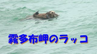 野生ラッコのベビーラッシュ北海道霧多布岬 [upl. by Horton]