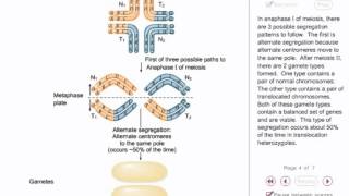 Chromosomal mutation animation [upl. by Adekahs]