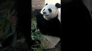 🐼 Panda Eating Bamboo [upl. by Oicaroh120]