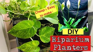 🪴🐠How to DIY Riparium planters for Small and LARGE fish Tanks 🐠🪴 [upl. by Santoro514]