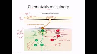 Chemotaxis of flagella [upl. by Wanonah458]