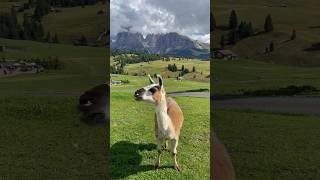 Alpe di Siusi Dolomites Italy 🇮🇹 [upl. by Vena]