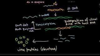 11 Replication of retrovirus [upl. by Aryhs]