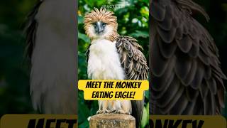 Philippine Eagle🦅  The Monkey Eating Eagle  Factansy [upl. by Koy]