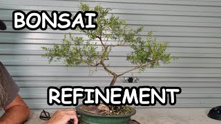 Aussie Tea Tree Bonsai Pruning amp Wiring [upl. by Eustis228]