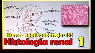 Histología de Riñón [upl. by Wesle]