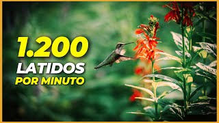 20 curiosidades del colibrí que no conocías 💛 [upl. by Remus]