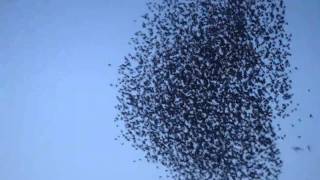 STARLING FLOCK AND ROOST WITH SPARROWHAWK ATTACK  POOLE DORSET [upl. by Nitsirhc]