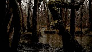 Rainfall in the water of a flooded forest providing a perfect white noise to help you sleep faster [upl. by Jaynell447]