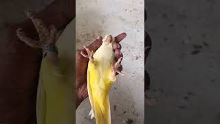 உண்மை அடா🤣🤣trending funnyanimalvideos funny relatedshorts birds [upl. by Enidaj]