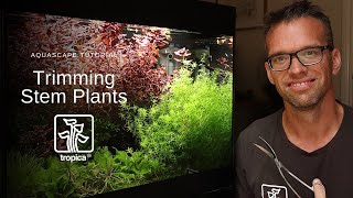 Aquascape Tutorial  Trimming Stem Plants [upl. by Kcirdde]