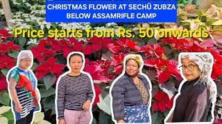 LATEST CHRISTMAS FLOWER SECHÜ ZUBZA BELOW ASSAMRIFLE CAMP 2024 christmasflowers LATEST poinsetia [upl. by Timms]