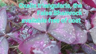 shamrocks purple freeplants gift islmabad rawalpindi gardner  free plant for all [upl. by Barbuto]