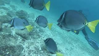 Diving EL FARO Coiba Island Panamá [upl. by Power]