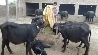 dairy farming for beginners  small dairy farm [upl. by Demmahom]