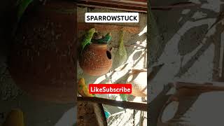 Sparrows pair Stuck in Cage Budgies and Sparrows stuck youtubeshorts shorts trending song [upl. by Brower]