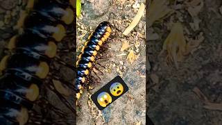 Millipede 🐛 🙀🐛 millipede millipedemarch millipedevscentipede millipedetoy millipedesong [upl. by Eical]