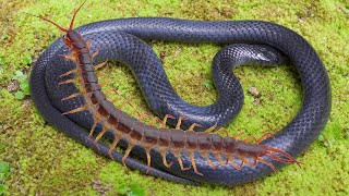 Giant Centipede kills a Snake in just 3 minutes [upl. by Nolly]