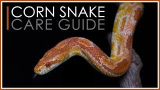 Complete Corn Snake Care Guide  2018 Edition [upl. by Yessydo582]