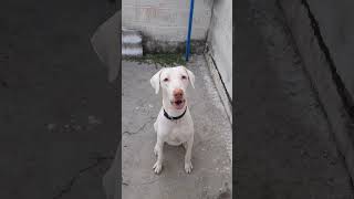 rajapalayam dog training in Tamil 💯  Dog training Tamil 🥰 [upl. by Conley629]