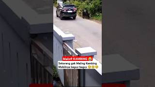 mobil bagus buat M4ling kambing  maling funnyvideo kambing [upl. by Esinned981]