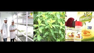 Stevia farming  Medicinal plant amp High profitable  आप भी कर सकते हैं शुरू बड़ी आसानी से [upl. by Whipple136]