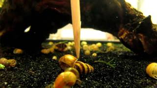 Assassin Snail Time to Hunt [upl. by Llerdna754]