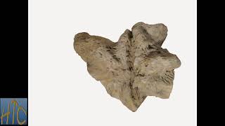 jn0529 Fossil Sponge Rhizopoterion cervicornis [upl. by Yvad933]