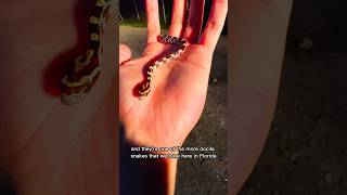 Some quick facts about corn snakes 🐍 [upl. by Zavras]