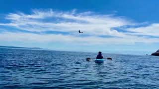 Eagle Snatches Rock Cod off Savary Island [upl. by Mart742]