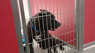 Jean Valjean 2y A847248 kennel 80 pod 3 PACC shelter VID 20240925 135546394 [upl. by Hartley]