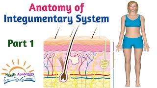 Anatomy of Integumentary System Part 1 Interesting Video Lecture with Amharic Speech [upl. by Anahgem]