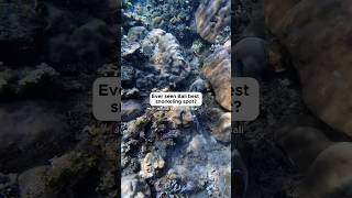 Review one of the best snorkeling spot in Bali Jemeluk Beach Amed amedbali snorkeling [upl. by Raul]