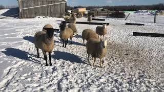 Suffolk sheep and north Country Cheviot sheep playing in the snow [upl. by Bloxberg537]