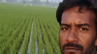 vimala suresh agri🌾 வயல்ல இருந்து நேரலை வாங்க பார்க்கலாம் is live [upl. by Amata]