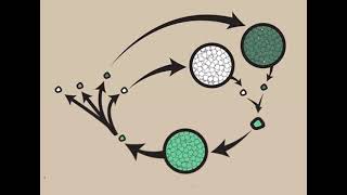 quotClassification of Oomycetes Sysmptoms and life cycle of Pythium Phytophthora and Albugoquot [upl. by Eiclek]