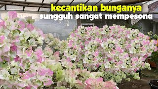 BOUGENVILLE BENGAWAN SOLO [upl. by Elliot]