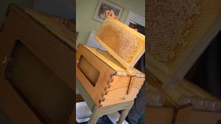 Finally harvesting honey from the Flow Hive Pt1 beekeeping bees flowhive honey honeyharvest [upl. by Maeve]